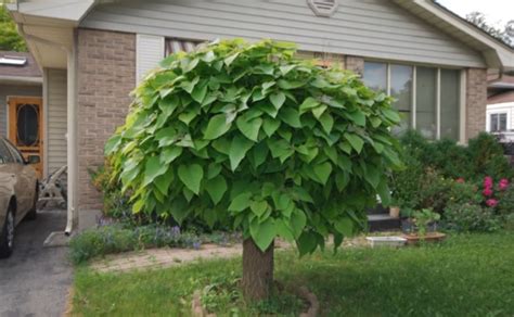 zastrihnutá katalpa, snímka z časozberného videa