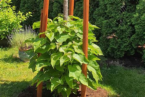 rez katalpy v zimných mesiacoch