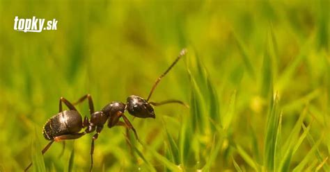 Tematická fotografia mravcov v záhrade, možno zbierajúcich potravu