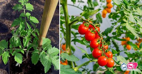 Detailná fotografia tyčového odkvapkávača umiestneného pri koreni paradajky