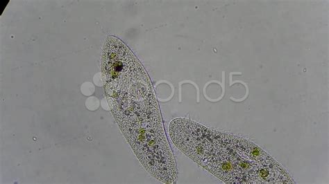 Tematická fotografia črievičky veľkej (Paramecium caudatum)