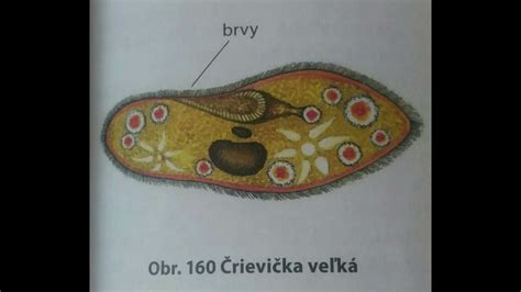 Diagram anatómie črievičky veľkej s popismi organel