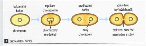 Schéma priečneho delenia črievičky veľkej