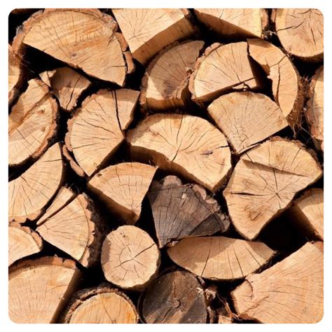 Ilustračná fotografia viničového kra s detailom na staré drevo a nové výhonky