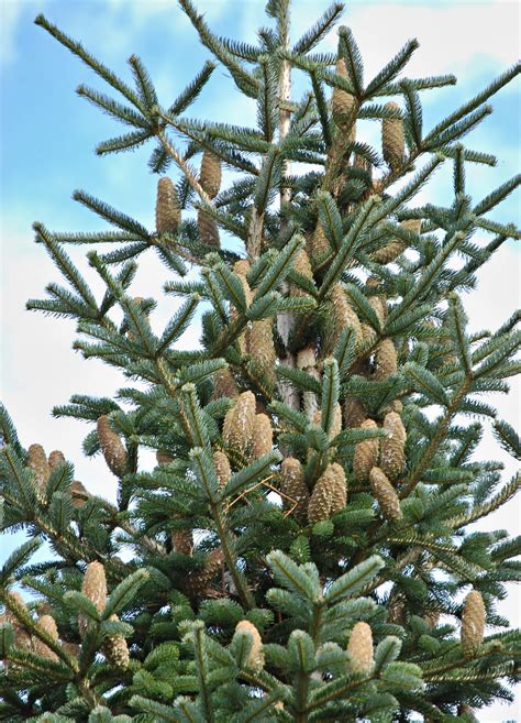 Tematická fotografia jedle bielej v lese