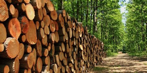 Drevo jedle a výrobky z neho