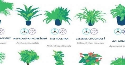 Infografika: Harmonogram polievania izbových a záhradných rastlín podľa ročných období