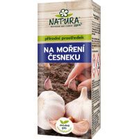 Strúčiky cesnaku pripravené na morenie