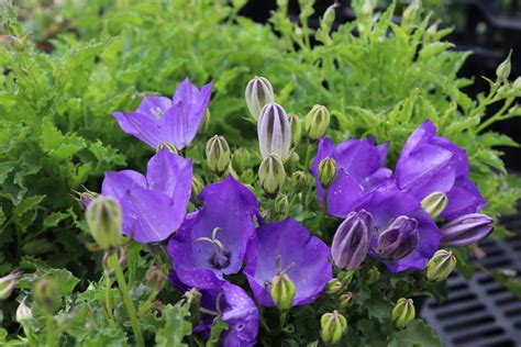 Zobrazenie detailného kvetu Campanula carpatica 'Blaue Clips' sýtej modrofialovej farby