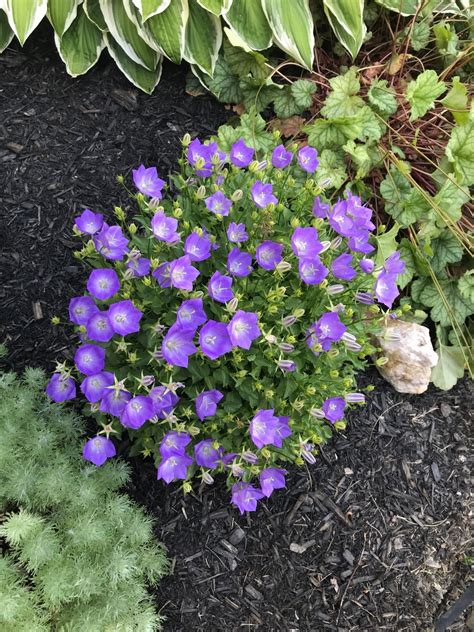 Ukážka výsadby Campanula carpatica 'Blaue Clips' v kamenistej skalke