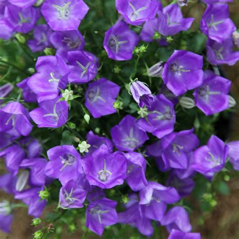 Campanula carpatica 'Blaue Clips' vysadená v nádobe na terase