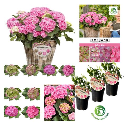 Schéma rôznych druhov kvetov veterníc podľa obdobia kvitnutia