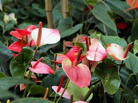 Schéma umiestnenia rastliny antúrie v interiéri s ohľadom na slnečné svetlo