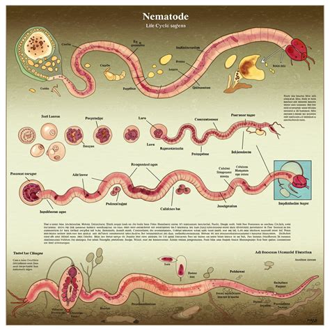 ilustrácia znázorňujúca parazitické hlístice napádajúce larvu chrústa