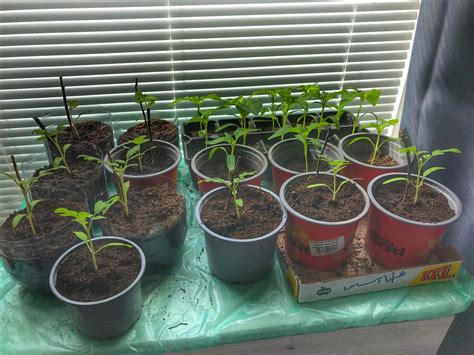 Ilustrácia výsevu semienok papriky do malých kvetináčov