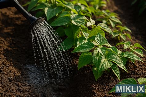 Infografika zobrazujúca správnu a nesprávnu techniku zalievania papriky