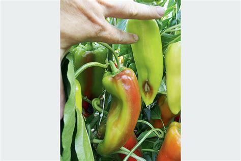 Ilustrácia bežných škodcov papriky (voška, molica, roztoč)