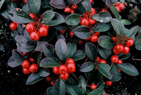 Snímka živého plota z hlohyne s červenými plodmi