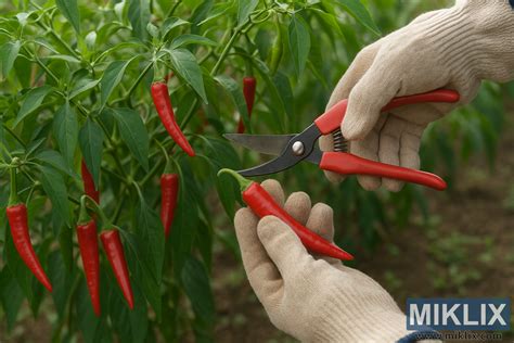Ilustračná fotografia zrelých červených feferóniek na rastline