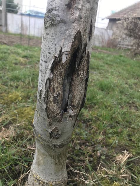 Detailná fotografia popraskanej kôry na ovocnom strome