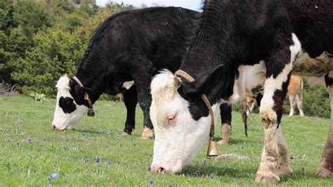 Krava pasúca sa na ďatelinovom poli