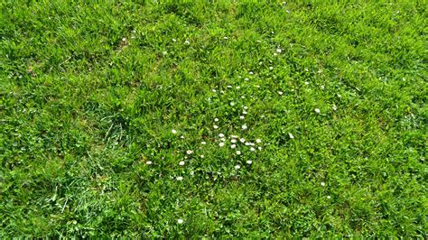 Trávnik s ďatelinou plazivou