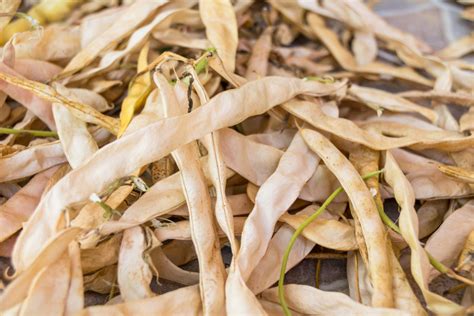 Ilustračné foto čerstvých fazuľových strukov