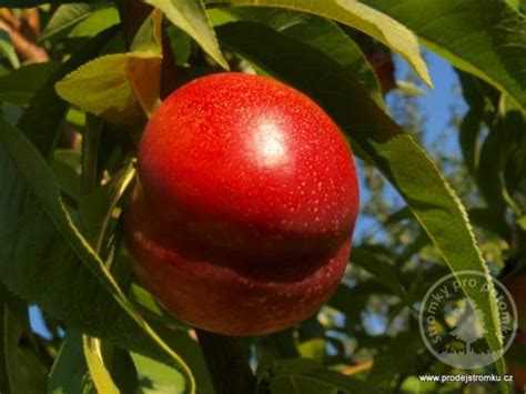 Ilustračná fotografia plodov nektarinky ‘Big Top’