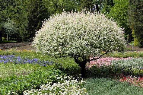 Schéma rezu japonskej vŕby (Salix integra 'Hakuro Nishiki') znázorňujúca skracovanie minuloročných výhonkov na 2-3 očká od bázy.