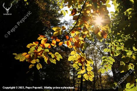 fotografia rybičiek medzi listami lekien