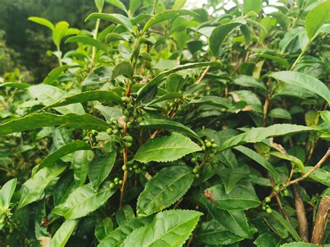 ilustrácia rozdielov medzi Camellia sinensis a Camellia assamica listami a kríkmi