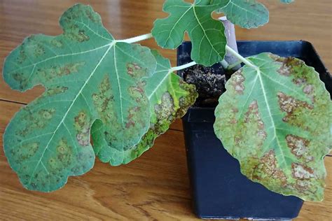 Detailný pohľad na listy figovníka napadnuté listomôľkou