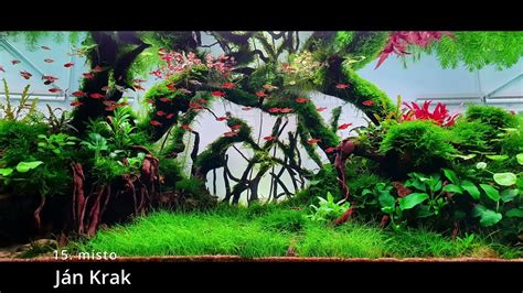 akvárium s prosperujúcim jávskym machom pripevneným na koreni
