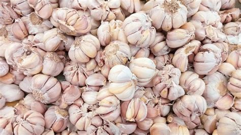 Schéma metód skladovania cesnaku: sušenie, mrazenie, nakladanie do oleja a octu