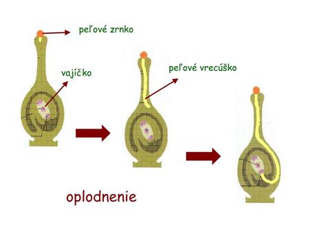Schéma dvojitého oplodnenia u krytosemenných rastlín