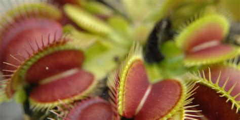 Detailný záber mäsožravej rastliny rosičky okrúhlolistej