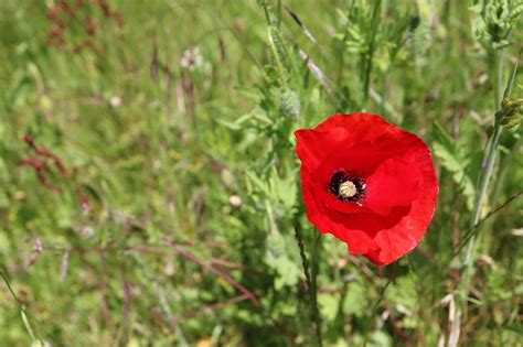 Schéma rastového cyklu maku: od klíčenia, cez listovú ružicu a butonizáciu až po zrelé makovice