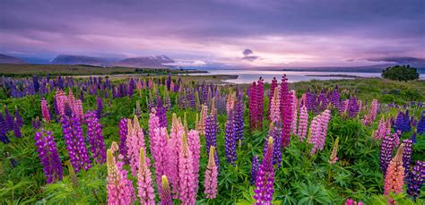 Ilustrácia listov a kvetenstva lupiny