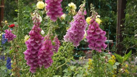 Detail rastliny v záhrade s rosou