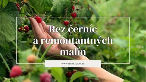 schéma rezu remontantných malín pre dve úrody