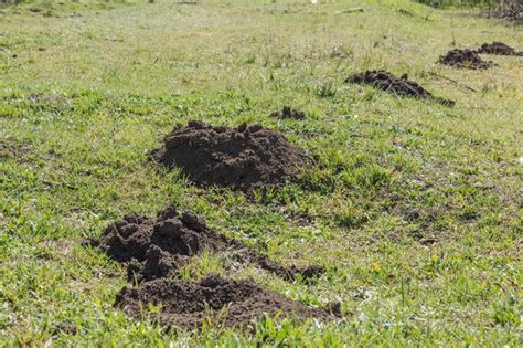 Detailná fotografia cvrčka poľného a typické otvory v zemi