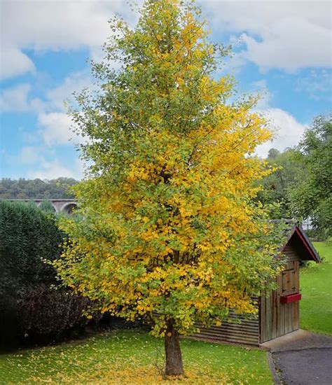 Ilustrácia stromu Ginko dvojlaločného s charakteristickými vejárovitými listami