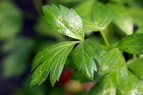 Detail vejárovitého listu Ginka dvojlaločného