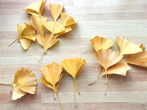 Foto zozbieraných listov Ginka pripravených na sušenie