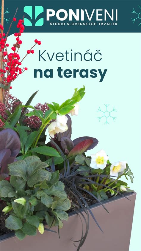 Rôzne kultivary vavrínovca lekárskeho