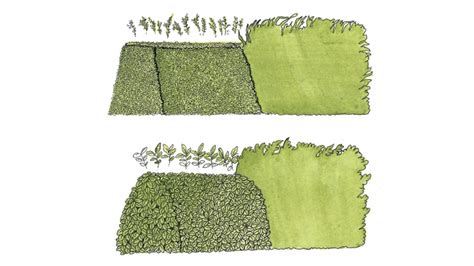 Infografika správneho kónického rezu živého plotu vs. nesprávny kolmý rez (vplyv svetla na spodné vetvy)