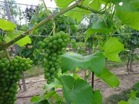 Tematické foto: vinohrad s viničom hroznorodým