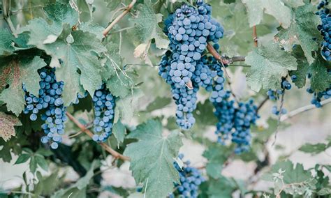 Fotografia rôznych druhov stolového hrozna
