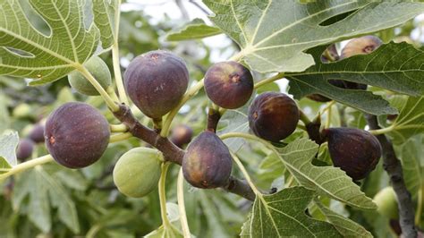 ilustračné foto kalendára s vyznačenými termínmi rezu figovníka