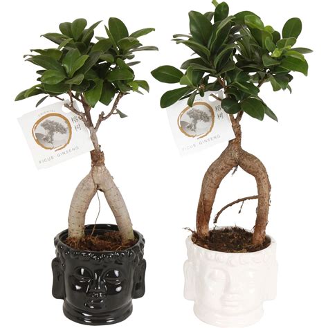 schéma zazimovania figovníka v kvetináči